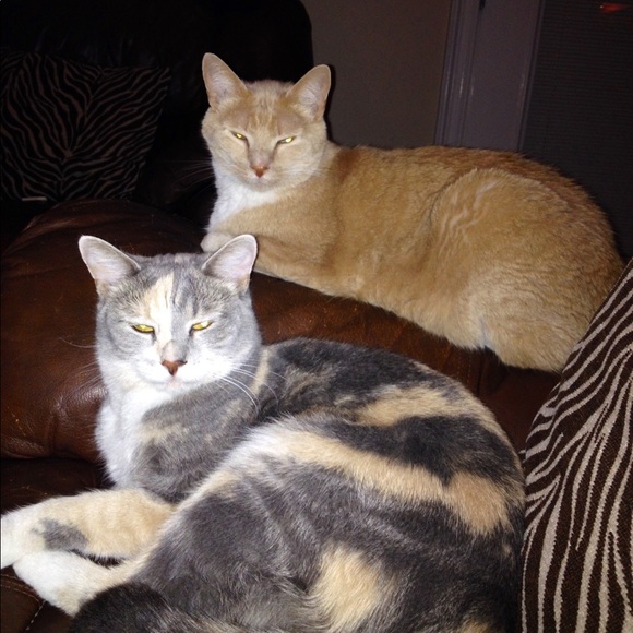 Meet your Posher, Jennifer - Picture 6 of 8